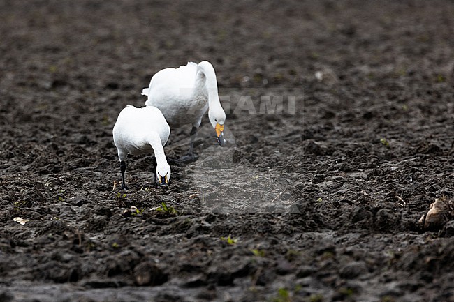 Bewick's Swan (Cygnus bewickii) standing on a barren field in winter in the Netherlands. stock-image by Agami/Menno van Duijn,