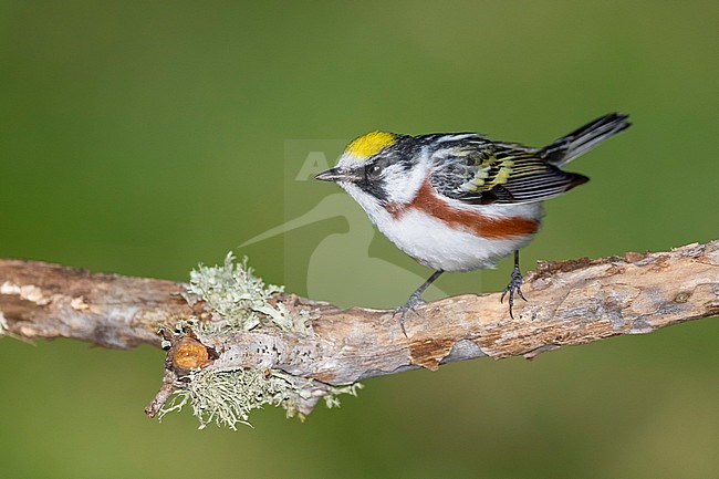 Adult male Chestnut-sided Warbler (Setophaga pensylvanica) during spring migration at Galveston County, Texas, USA. stock-image by Agami/Brian E Small,