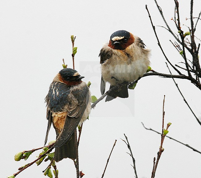 Two American Cliff Swallows (Petrochelidon pyrrhonota) perched during rain on small twigs in Alaska, USA. stock-image by Agami/Pete Morris,