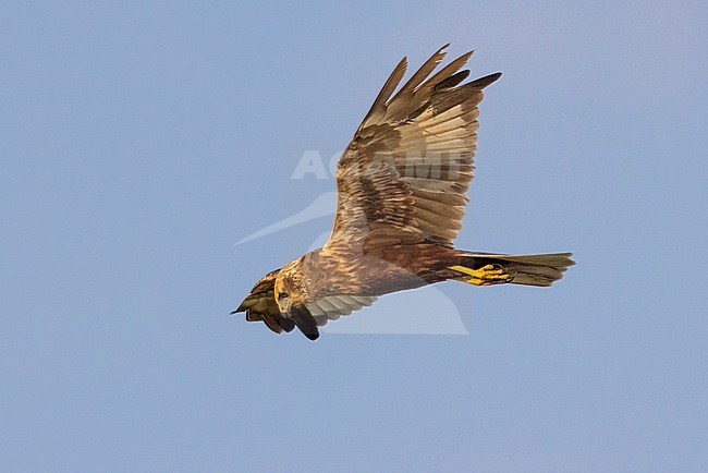Marsh Harrier (Circus aeruginosus), side view of an immature male in flight, Campania, Italy stock-image by Agami/Saverio Gatto,
