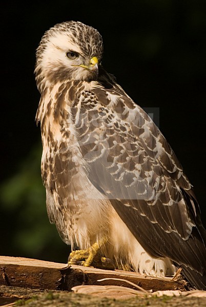 Common Buzzard perced close-up; Buizerd zittend beeldvullend stock-image by Agami/Han Bouwmeester,