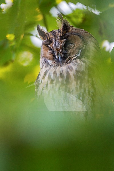 Ransuil rustend in boom; Long-eared Owl resting in tree stock-image by Agami/Menno van Duijn,