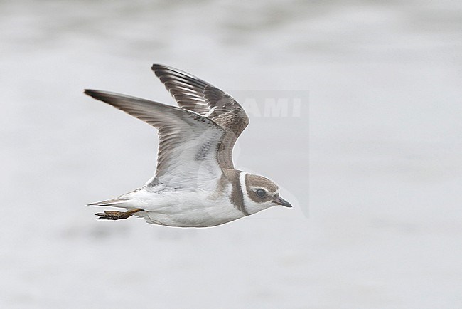 Semipalmated Plover, Charadrius semipalmatus, in flight at Cape May, New Jersey, USA stock-image by Agami/Helge Sorensen,