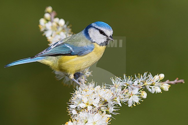 Eurasian Blue Tit (Cyanistes caeruleus), adult perched on a  Blackthorn in bloom stock-image by Agami/Saverio Gatto,