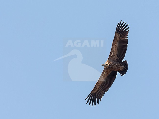 Himalayan Griffon Vulture (Gyps himalayensis) in flight in northern India. stock-image by Agami/Marc Guyt,