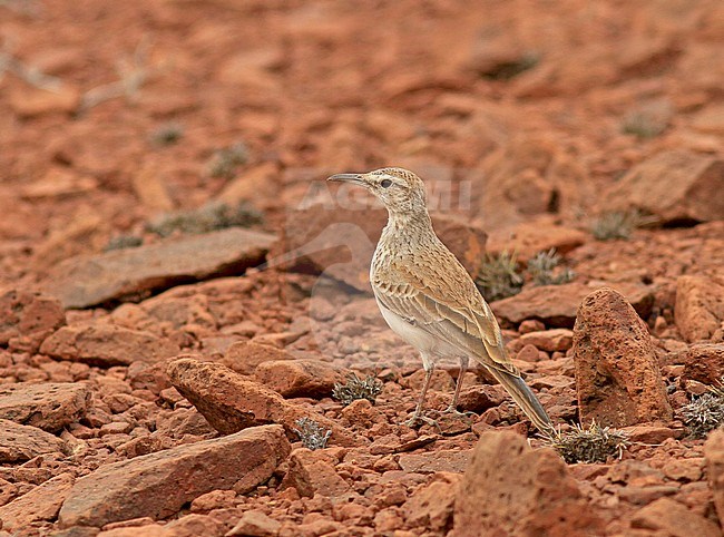 Benguela Long-billed Lark (Certhilauda benguelensis), also known as the Benguela lark or Benguela longbill, standing on arid semi desert ground in Angola. Standing erect. stock-image by Agami/Pete Morris,