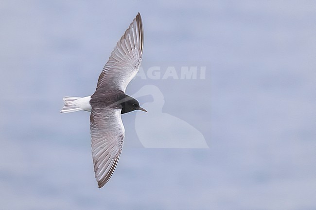 White-winged Tern (Chlidonias leucopterus) in flight. stock-image by Agami/Daniele Occhiato,