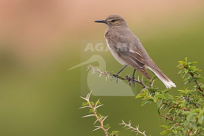 Black-billed Shrike-Tyrant (Agriornis montanus) Perched on a branch in Argentina stock-image by Agami/Dubi Shapiro,