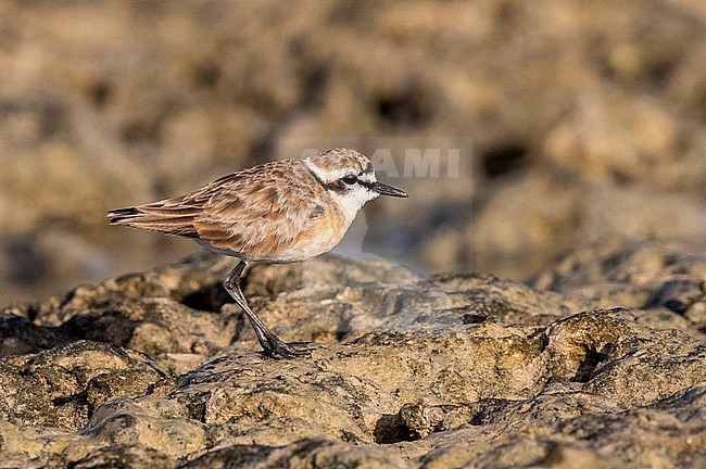 Adult Kittlitz's Plover (Charadrius pecuarius) standing on a rocky shore near Mogadishu, Somalia. stock-image by Agami/David Monticelli,