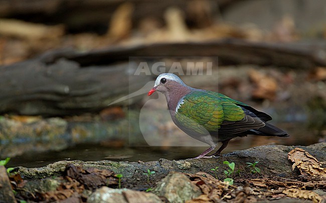 Common Emerald Dove (Chalcophaps indica) standing at a waterhole in Kaeng Krachan National Park, Thailand stock-image by Agami/Helge Sorensen,