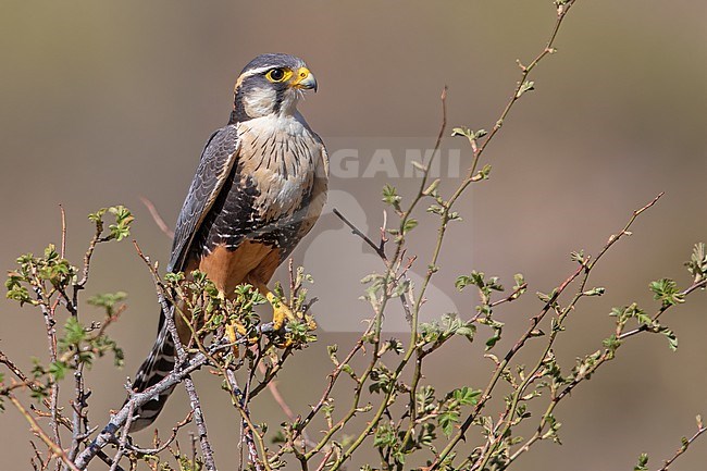 Aplomado Falcon (Falco femoralis) at Mendoza, Argentina. stock-image by Agami/Tom Friedel,