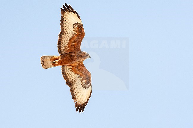 Dark rufous form Steppe Buzzard (Buteo buteo vulpinus) on migration over the Eilat Mountains, near Eilat, Israel stock-image by Agami/Marc Guyt,