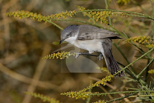Lesser Whitethroat perched on branch; Braamsluiper zittend op tak stock-image by Agami/Daniele Occhiato,