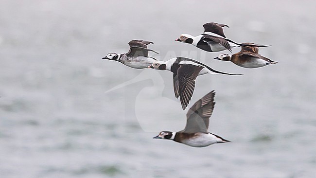 Flock of Long-tailed Duck (Clangula hyemalis), male and female, winter plumage, in flight. stock-image by Agami/Lennart Verheuvel,
