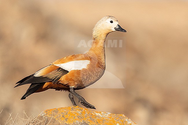 Adult Ruddy Shelduck (Tadorna ferruginea) standing on a rock, against an orange background in Fuerteventura, Canary islands. stock-image by Agami/Sylvain Reyt,