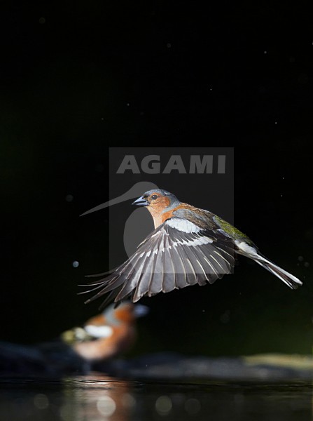 Vink; Common Chaffinch (Fringilla coelebs) Hungary May 2008 stock-image by Agami/Markus Varesvuo / Wild Wonders,