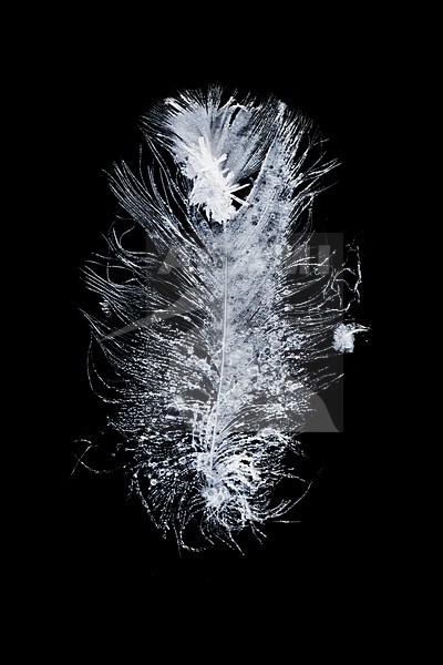 Bird feather in ice stock-image by Agami/Wil Leurs,