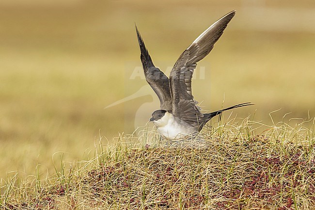 Long-tailed Jaeger (Stercorarius longicaudus) perched on the tundra in Nome, Alaska. stock-image by Agami/Glenn Bartley,