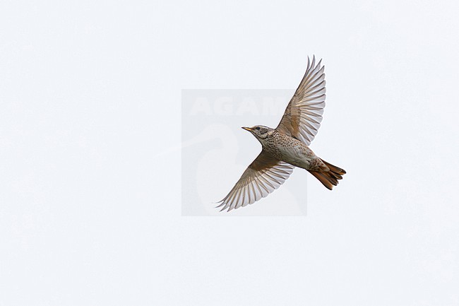 adult female or second year male naumann's thrush (turdus naumanni) in flight, found in Dornod Aimag in Mongolia stock-image by Agami/Mathias Putze,