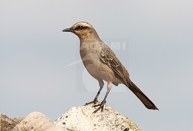 Campos-spotlijster staand op rots; Chalk-browed Mockingbird perched on rock stock-image by Agami/Roy de Haas,