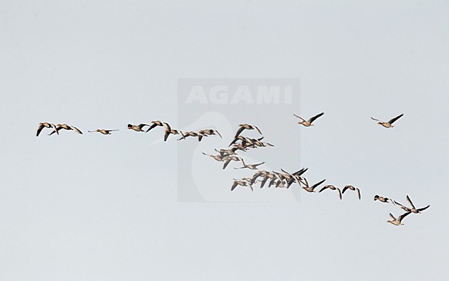 Groep Grauwe Ganzen in de vlucht; Group of Greylag Geese in flight stock-image by Agami/Markus Varesvuo,