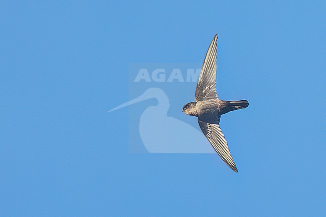 Philippine Swiftlet (Aerodramus mearnsi) in flight the Philippines stock-image by Agami/Dubi Shapiro,
