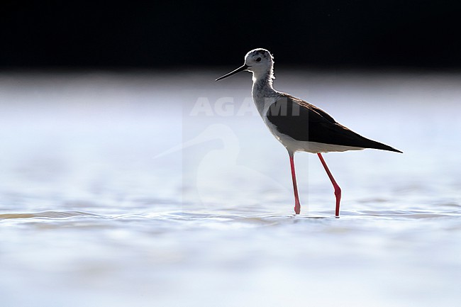 Adult Black-winged Stilt (Himantopus himantopus) in Italy. stock-image by Agami/Daniele Occhiato,