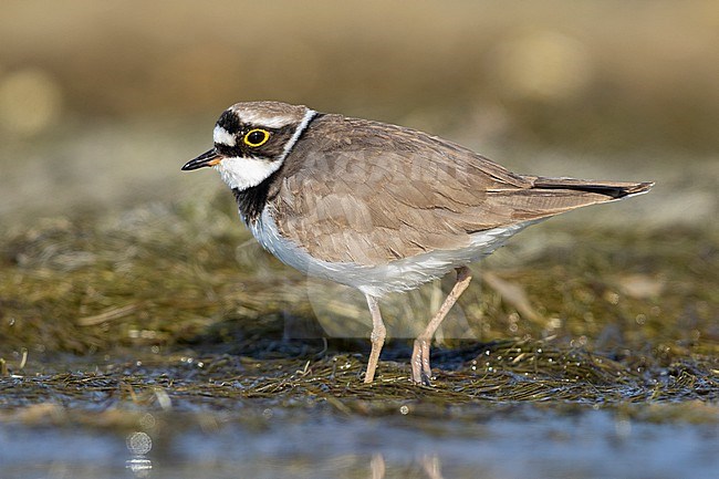 Little Ringed Plover (Charadrius dubius), side view of an adult standing on the ground, Campania, Italy stock-image by Agami/Saverio Gatto,