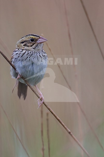 Henslow's Sparrow (Centronyx henslowii) perched on a branch stock-image by Agami/Dubi Shapiro,