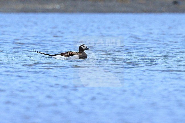 Long-tailed Duck (Clangula hyemalis) taken the 14/06/2022 at Barrow - Alaska. stock-image by Agami/Nicolas Bastide,