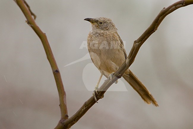 Arabische Babbelaar zittend op tak; Arabian Babbler perched on a twig stock-image by Agami/Daniele Occhiato,
