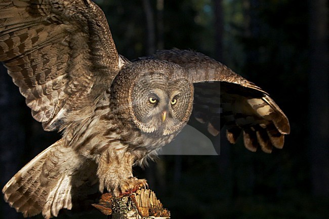 Laplanduil landend op stronk; Great Grey Owl landing on trunck stock-image by Agami/Jari Peltomäki,