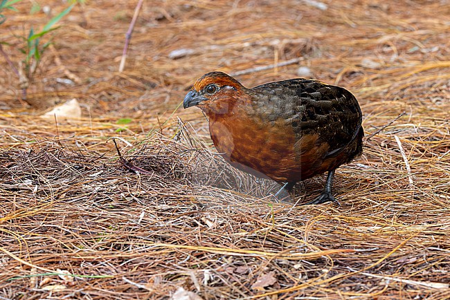 Male Chestnut Wood-Quail (Odontophorus hyperythrus) foraging on the forest floor. This is an endemic species to Colombia. stock-image by Agami/David Monticelli,