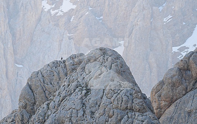 Male Caspian Snowcock (Tetraogallus caspius) calling from mountain ridge top in Turkey. stock-image by Agami/Eduard Sangster,