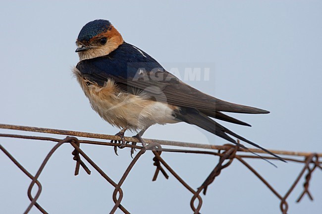 Roodstuitzwaluw op hek Lesbos Griekenland, Red-rumped Swallow  on fence Lesvos Greece stock-image by Agami/Wil Leurs,