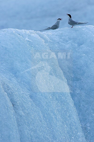 Noordse Stern zittend op ijs; Arctic Tern perched on ice stock-image by Agami/Menno van Duijn,