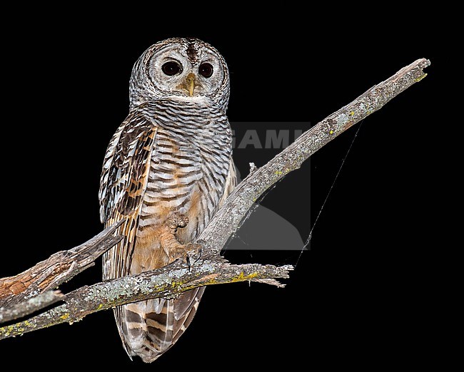 Chaco Owl (Strix chacoensis) in Paraguay. Perched in a tree during the night. stock-image by Agami/Pete Morris,