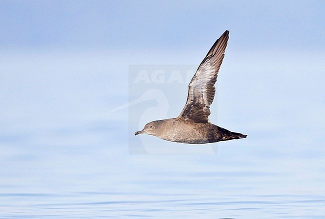 Sooty Shearwater (Puffinus griseus) flying off the coast of Victoria, BC, Canada. stock-image by Agami/Glenn Bartley,