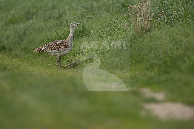adult female Great Bustard (Otis tarda) feeding on dandelion stock-image by Agami/Mathias Putze,