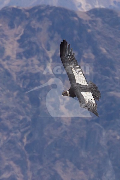 Birds of Peru, a huge Andean Condor in flight. stock-image by Agami/Dubi Shapiro,