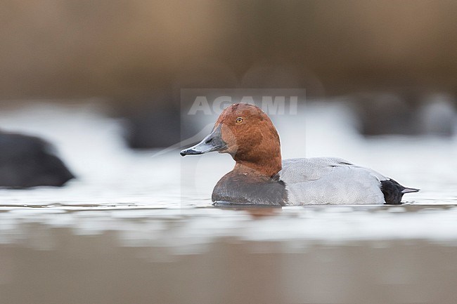 Common Pochard (Aythya ferina), Spain, adult male stock-image by Agami/Ralph Martin,