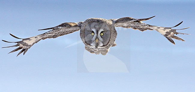 Laplanduil vliegend; Great Grey Owl flying stock-image by Agami/Markus Varesvuo,