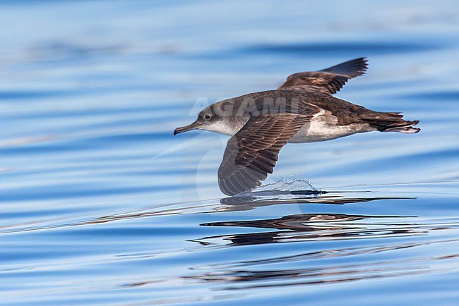 Yelkouan shearwaters breed on islands and coastal cliffs in the eastern and central Mediterranean. It is seen here flying against a clear blue background of the Mediterranean Sea of the coast of Sardinia. Its wing just 'shears' the water. stock-image by Agami/Jacob Garvelink,