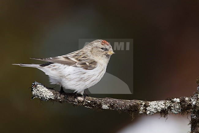Witstuitbarmsijs in de winter; Arctic Redpoll in winter stock-image by Agami/Arie Ouwerkerk,