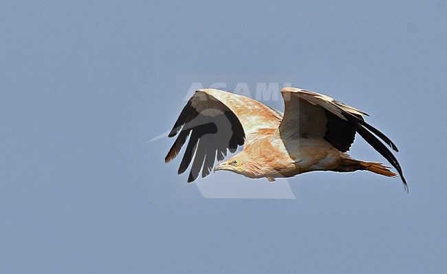 In 2002 the Egyptian Vulture on Lanzarote and Fuerteventura (Canary Islands, Spain) is described as a new subspecies (majorensis). This taxon is much larger and heavier, has more rufous upperparts and underparts, has less yellow skin near the bill and differs genetically from the nominate. This taxon had only 30 breeding pairs but thanks to conservation efforts this has doubled to 60 breeding pairs and 300 birds. The species as a whole is listed 'endangered' by Birdlife.

This photo represents an adult bird. stock-image by Agami/Eduard Sangster,