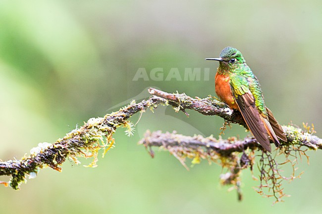 Matthewhoornkolibrie zittend op takje; Chestnut-breasted Coronet perched on a branch stock-image by Agami/Marc Guyt,
