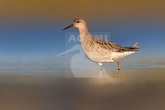 Ruff (Philomachus pugnax) standing in shallow water in Italy. stock-image by Agami/Daniele Occhiato,