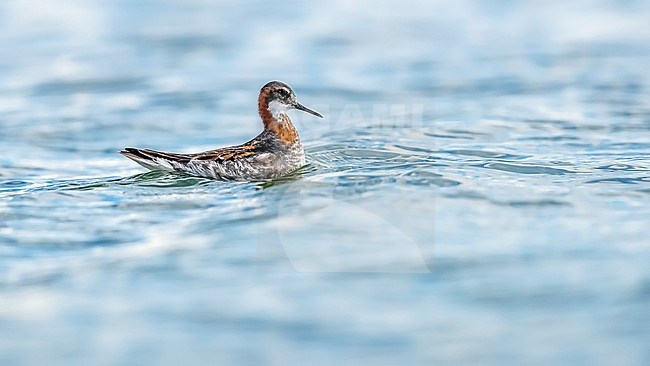 Probable male moulting Red-necked Phalarope (Phalaropus lobatus) swimming on a reservoir near Atyrau, Western Kazakhstan. stock-image by Agami/Vincent Legrand,