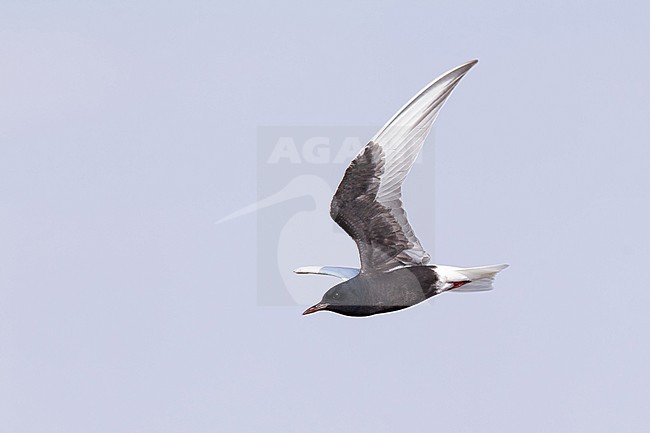 adult  white-winged tern or white-winged black tern (chlidonias leucopterus) in breeding plumage in flight, found in eastern Mongolia in Dornod Aimag stock-image by Agami/Mathias Putze,