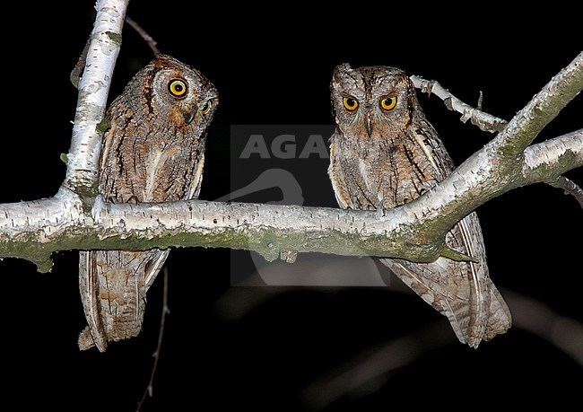 Dwergooruilen zittend op een tak; Eurasian Scops Owls (Otus scops) perched on a branch stock-image by Agami/Greg & Yvonne Dean,